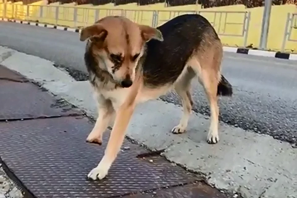 Испуганную собаку волонтеры пытались выловить несколько дней. Фото: кадр из видео.