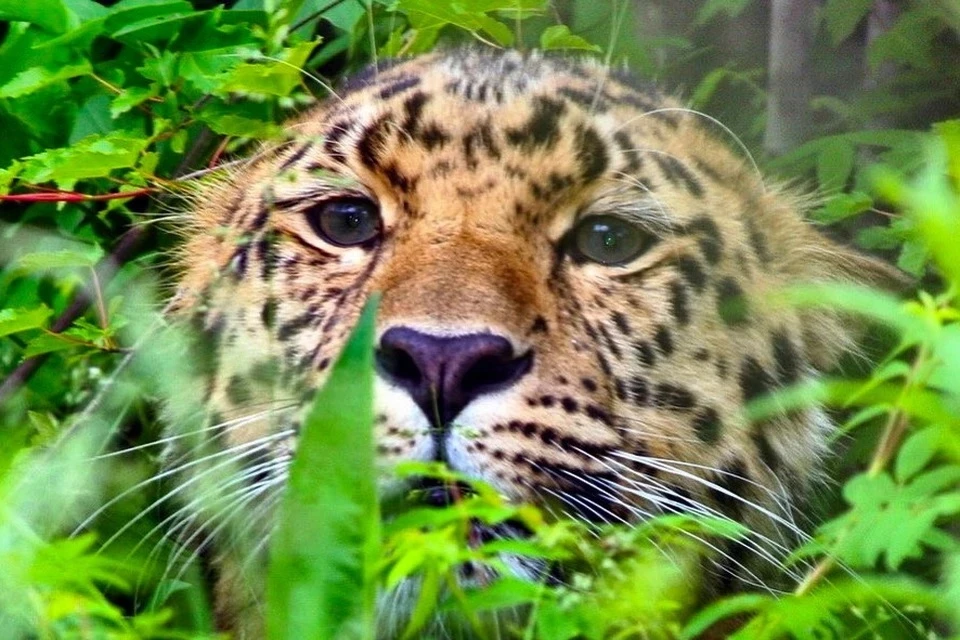 Самой редкой дикой кошке мира грозит опасное соседство. Фото: ФГБУ "Земля леопарда"