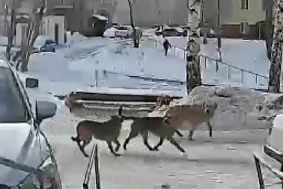 Собаки убежали после того, как напали. Фото: скриншот из видео