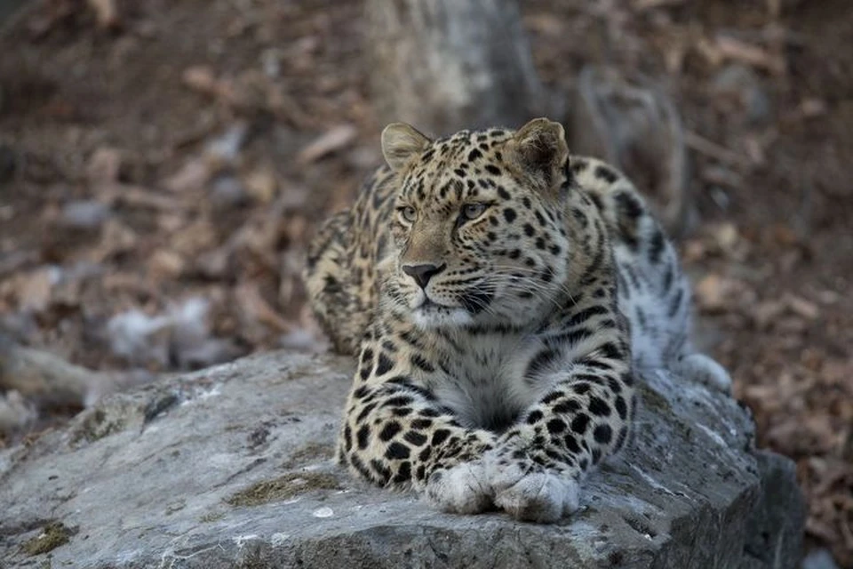 Редкого хищника ищут в непривычном для него месте обитания. Фото: Геннадий Юсин, ФГБУ «Земля леопарда».