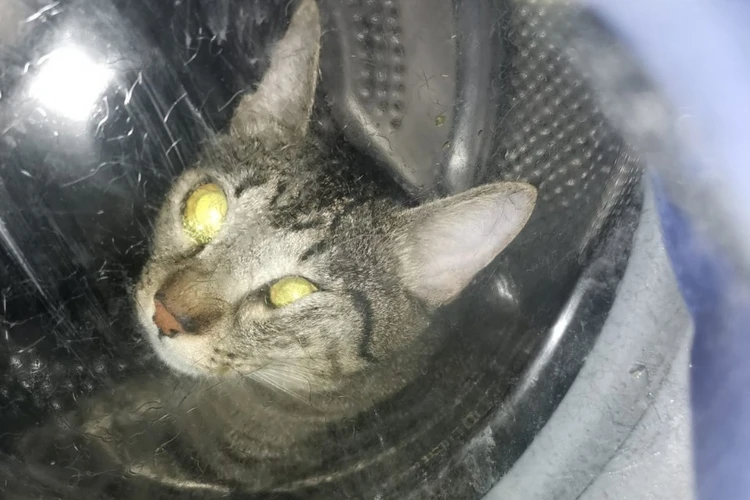 В Липецке спасатели освободили кошку-космонавта, застрявшую в стиральной машине