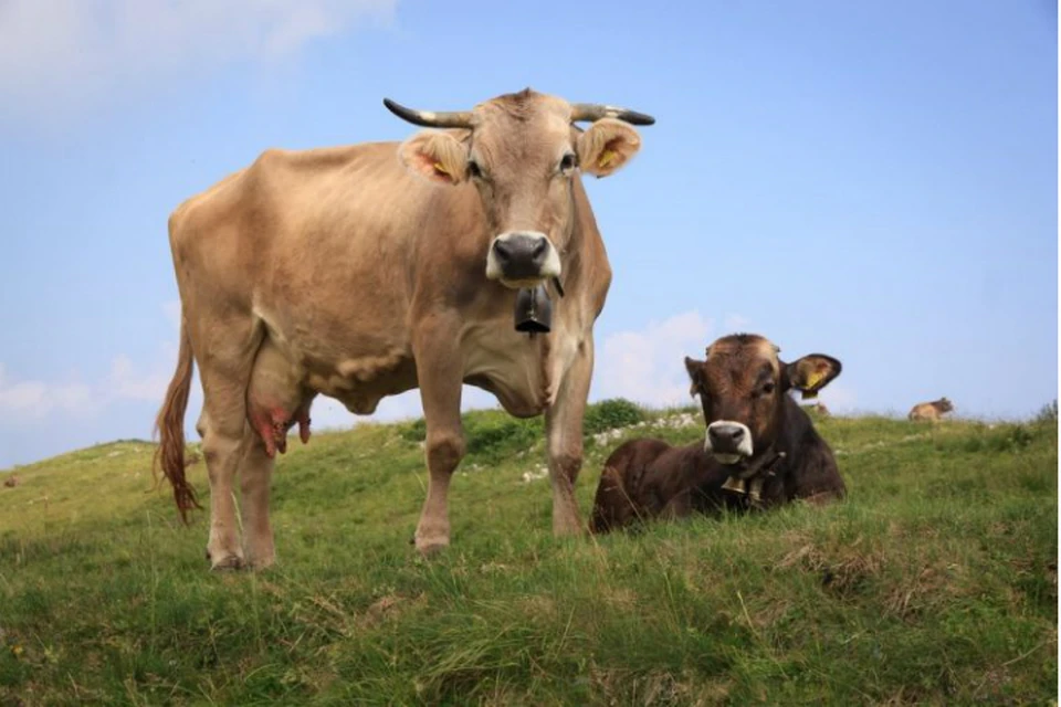 Производство молока в Ростовской области упало из-за болезни коров