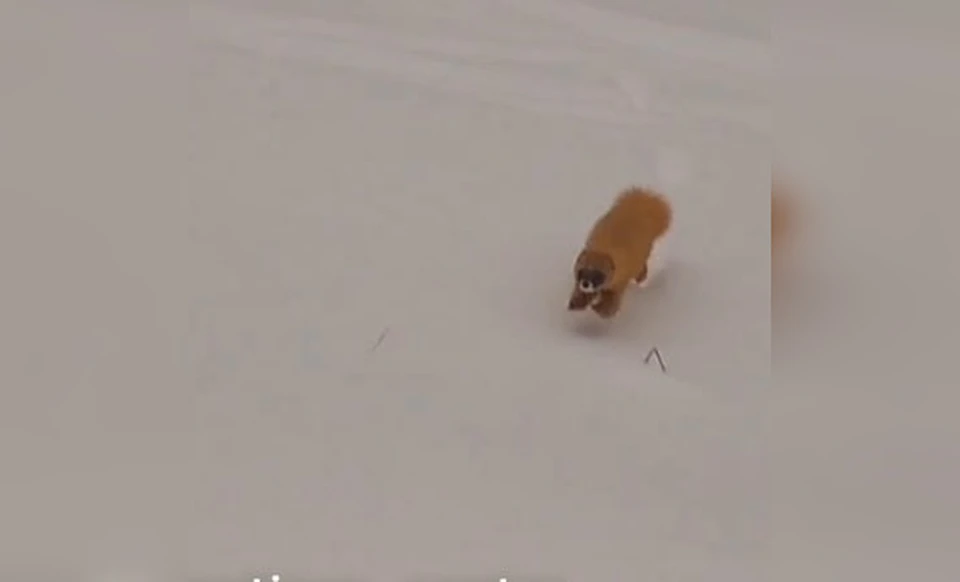 Колонок - представитель семейства куньих. Фото: siberiantiger_center