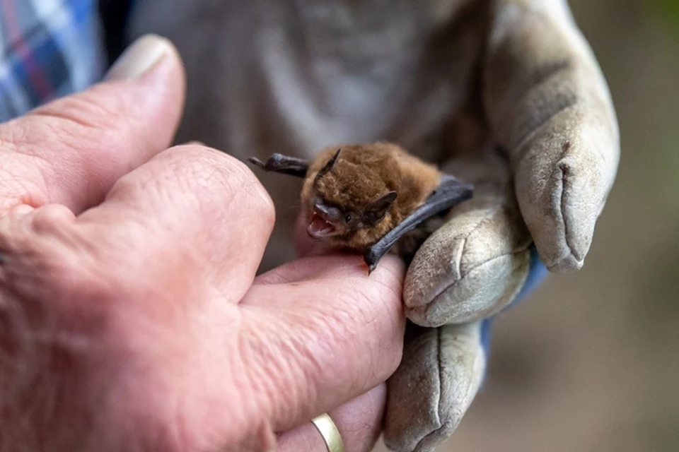 У летучих мышей в ЮАР нашли новый коронавирус, способный заразить человека