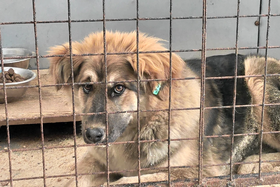 Польза стерилизации животных. Агитация стерилизации животных. Стерилизация бездомных животных. Стерилизация кастрация бездомных животных. Как решить проблему с бездомными животными.