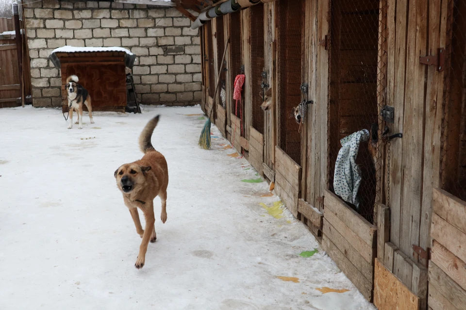 По словам мэра, в месяц на одну собаку в приюте тратится около 20 тысяч рублей.