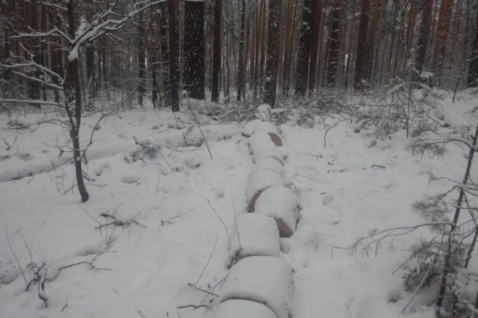 Деревья