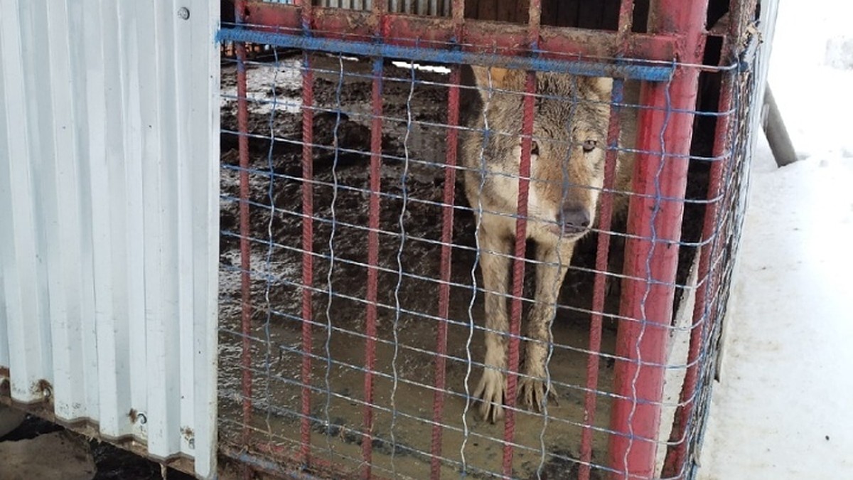 Удивляюсь, как у собак не разъело лапы от этой грязи»: зоозащитники  жалуются на условия в курском приюте - KP.RU