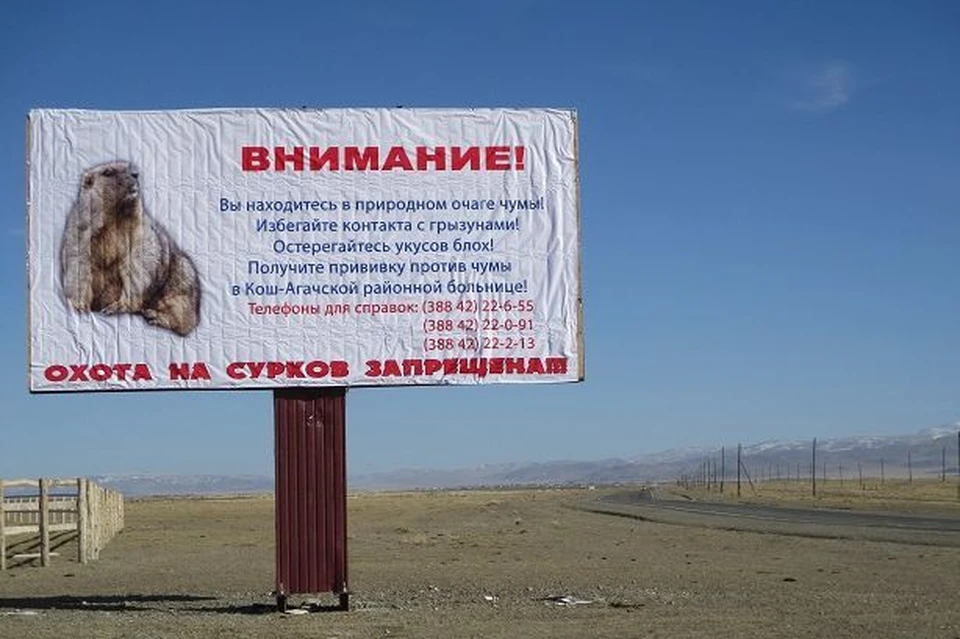 Чума очень опасна. Фото: Роспотребнадзор по Республике Алтай
