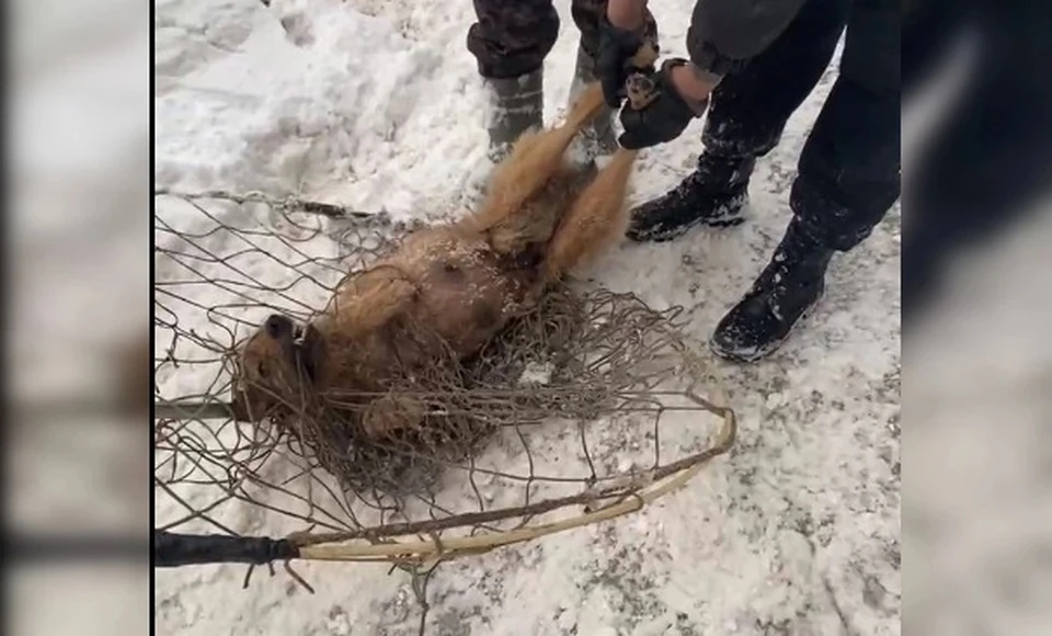 Чиновники прокомментировали жуткое видео