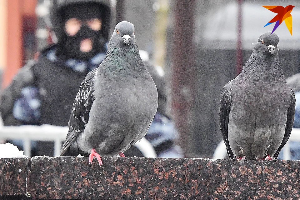 Мурманск голуби.