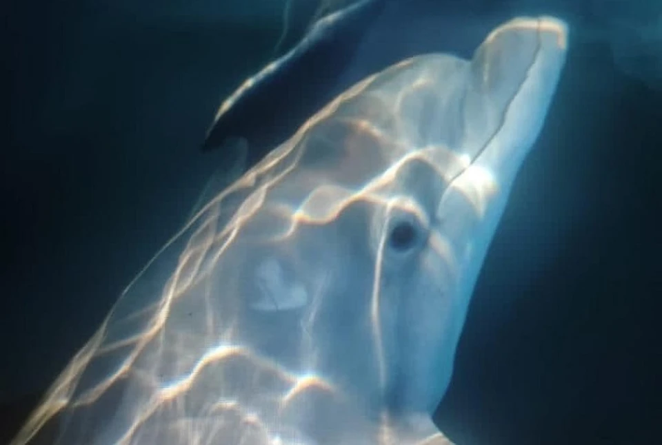 Дельфин появился на свет с необычной окраской. Фото: delfacenter