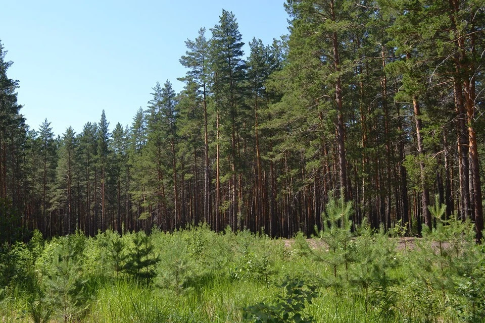 В Удмуртии восстановят 10 га леса