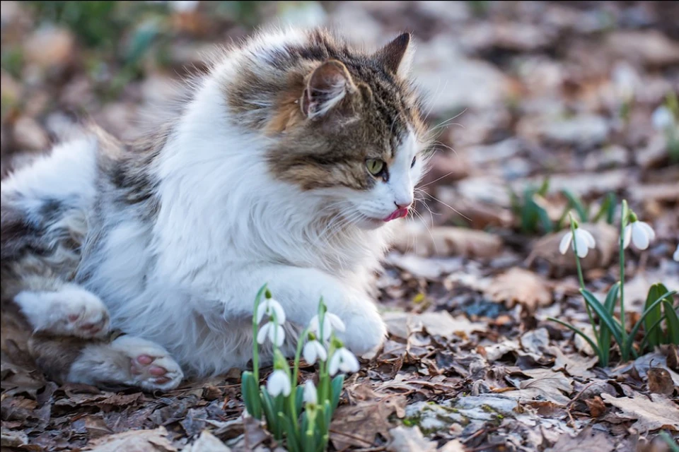 Котики любят весну.