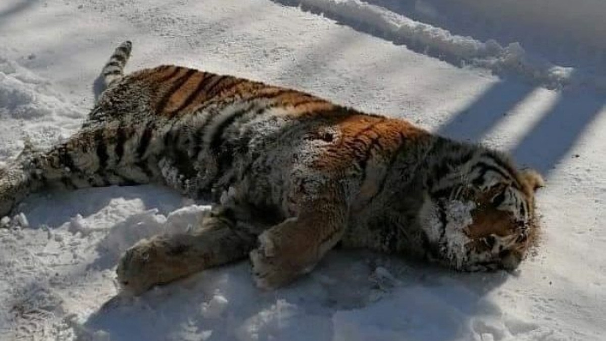 Амурского тигра застрелили под Хабаровском рядом с телом его жертвы