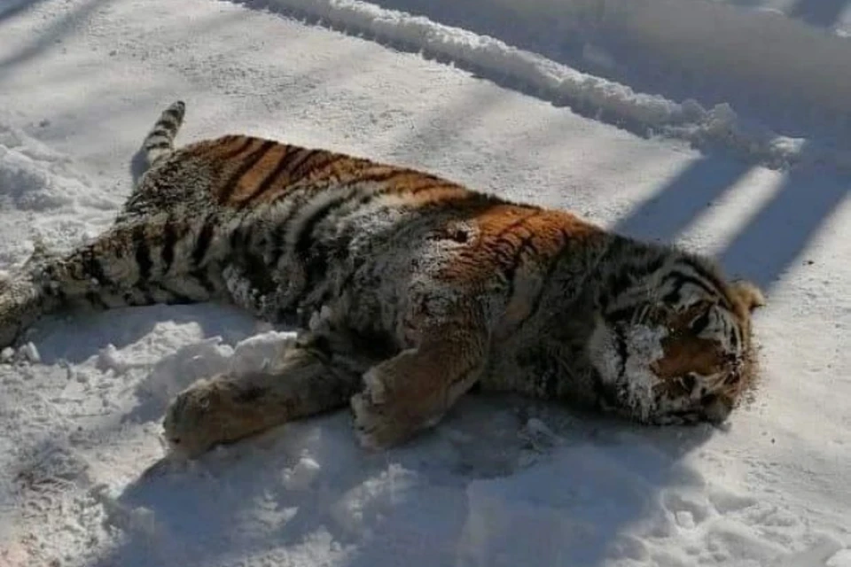 Возле поселка Южный (район имени Лазо) 18 февраля найдено тело амурского тигра