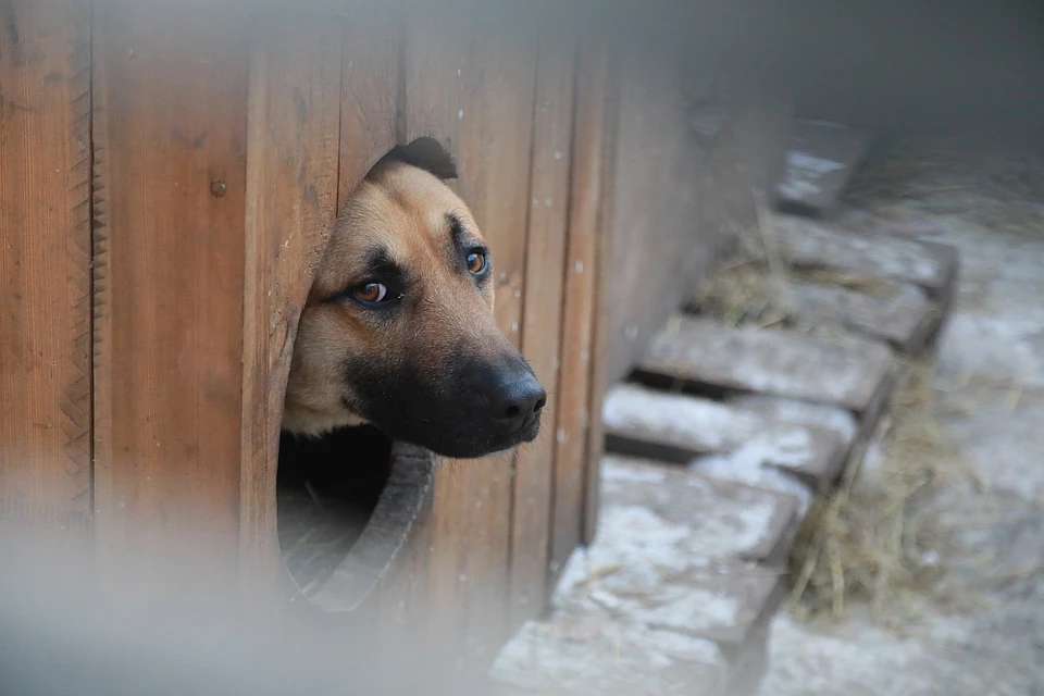 Руководитель фонда «Помоги выжить» объяснила пропажу 400 собак в якутском пункте передержки