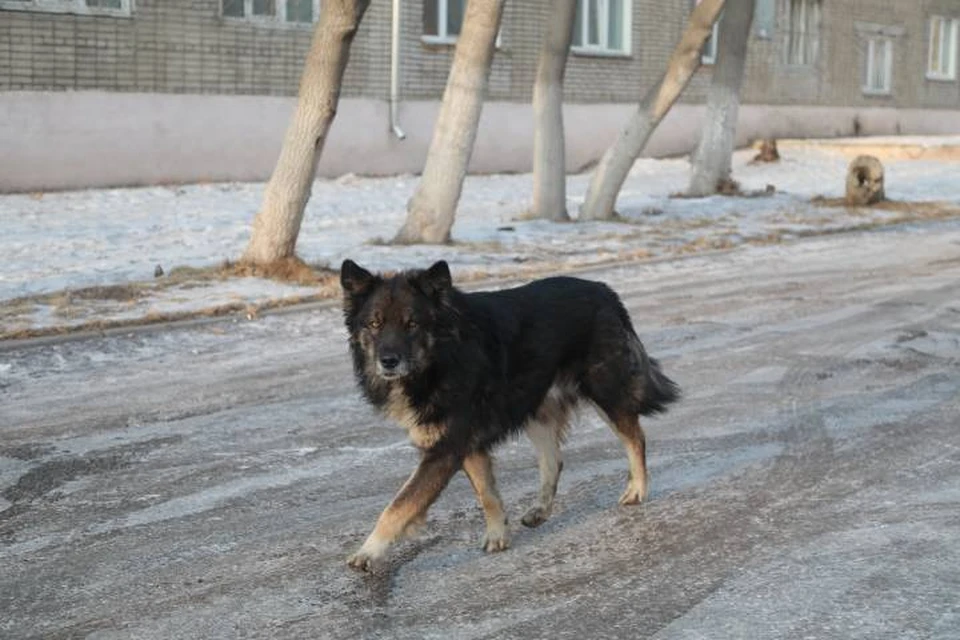 В Иркутске запретили будки для бездомных собак. Кто их обязан сносить
