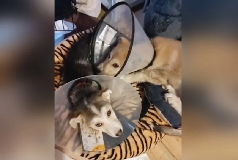 Восемь собачек нуждаются в медицинской помощи. Фото: скрин с видео