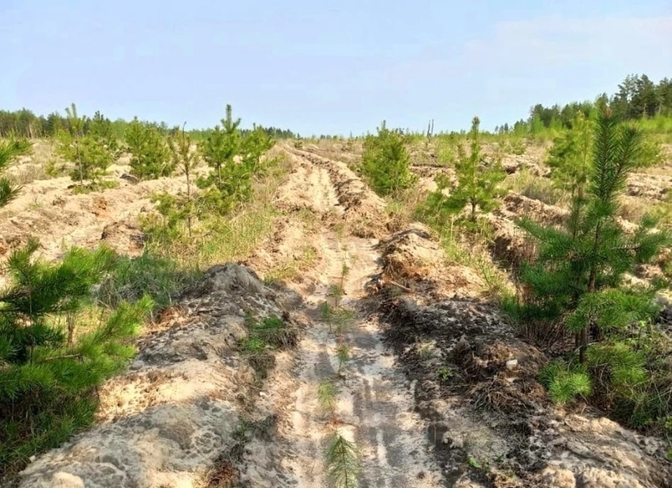 В Тольятти восстановят леса. Фото: Городская администрация