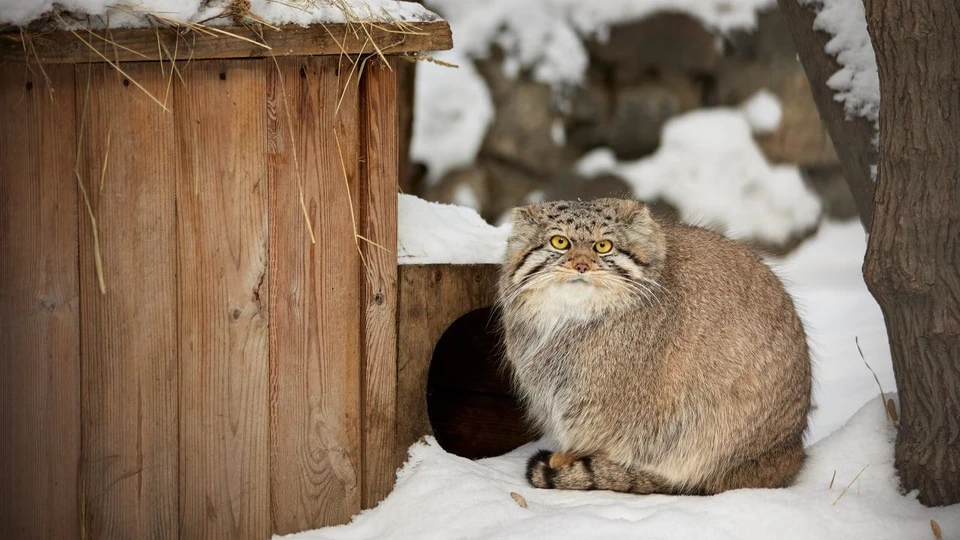 Коты с суровой физиономией покоряют соцсети. Фото: Роман Паулов.