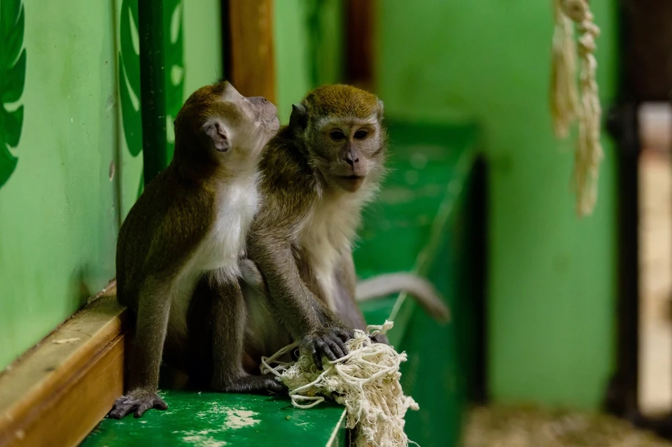 Зал приматов закрывали на карантин из-за коронавируса