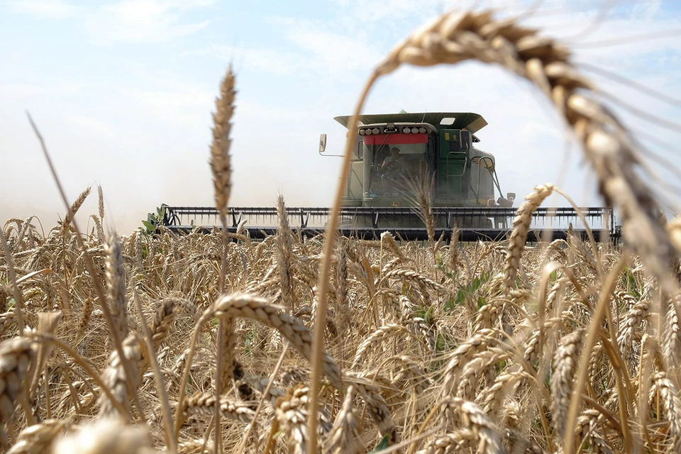 Россия в 2021 году занимала первое место среди экспортеров пшеницы