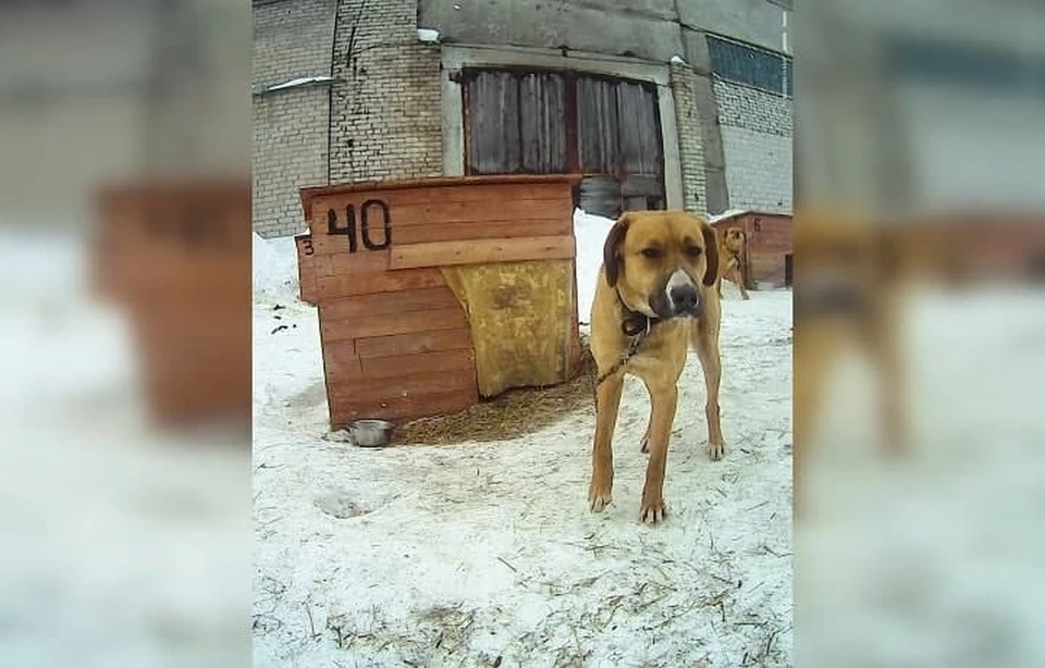 Хозяин выбросил собаку на помойку. Фото: ВКонтакте МКУ "Служба по обращению с животными без владельцев".