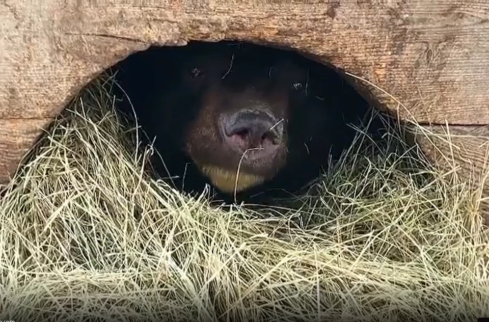 В приюте проснулись уникальные подопечные - гималайские медведи. Фото: zoopark_vl