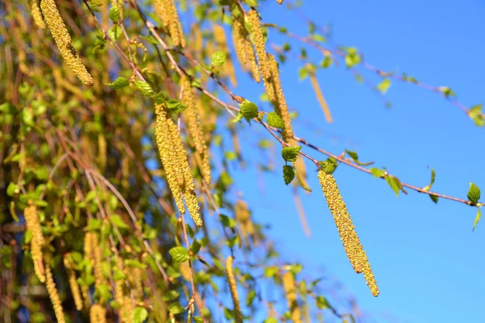 Пыльца березы - дополнительный фактор риска заражения ковидом. Фото: pixabay.com