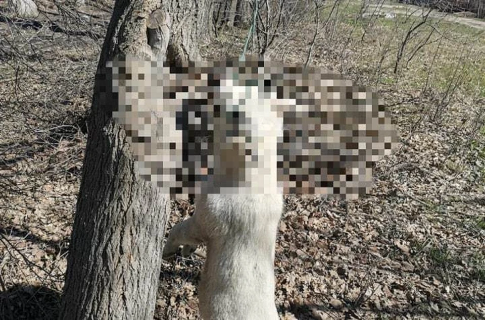 Неизвестный расправился с восьмимесячным щенком.