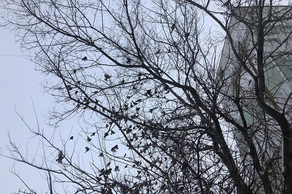Во Владивостоке облачно.