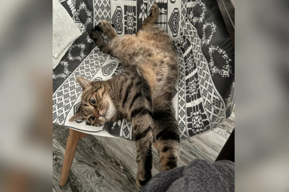 Котёнок-счастливчик теперь домашний. Фото: Реабилитационный центр диких животных "Ромашка"