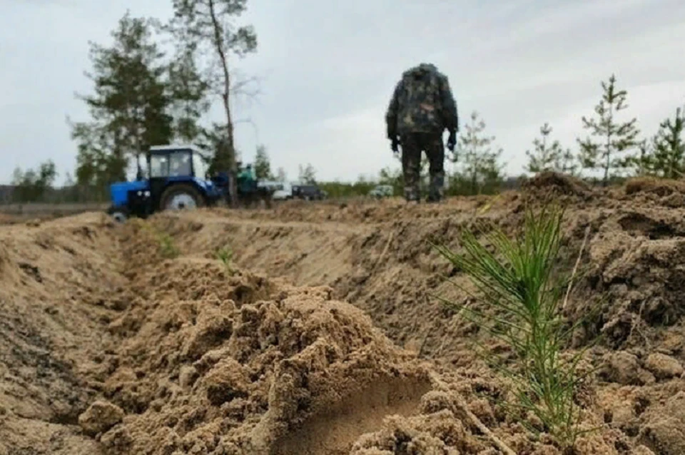 За время боевых действий в Станично-Луганском районе были повреждены леса на площади 11 тысяч гектаров. Фото: ЛИЦ