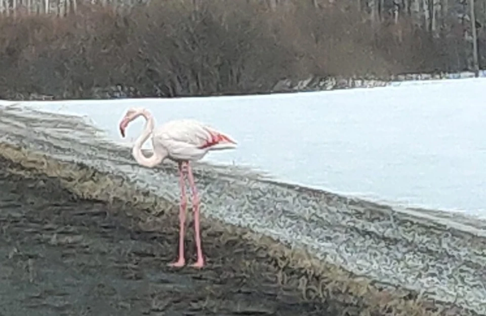 В Тюмени засняли разгуливающего по трассе фламинго.