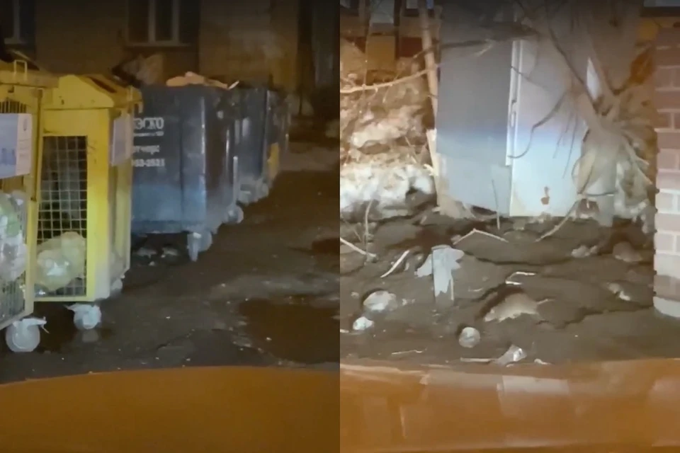 Крысы совсем не боятся людей. Фото: кадры из видео
