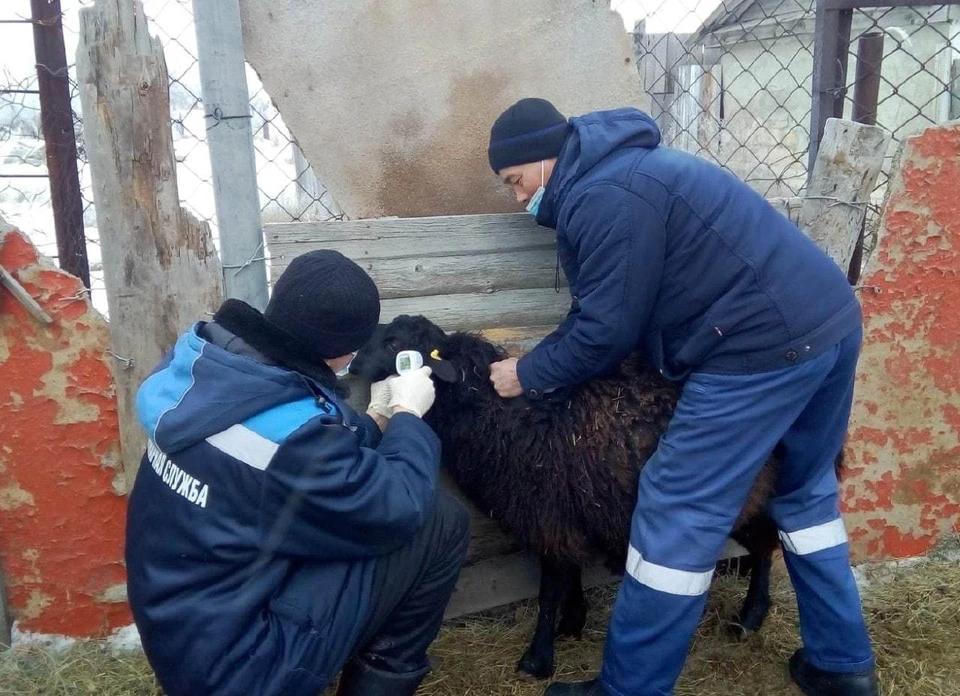 Вакцинация от ящура