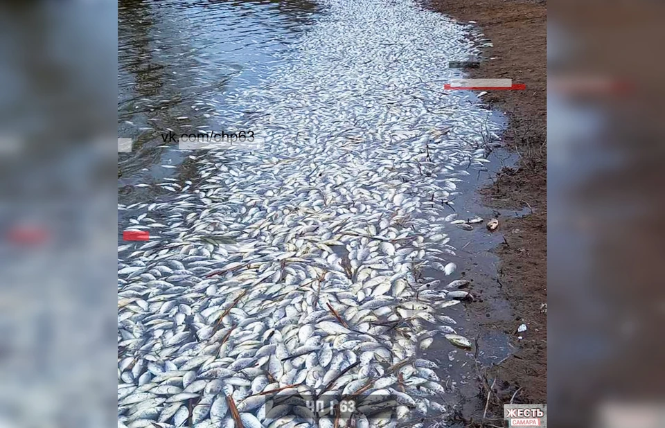 Сотни рыб всплыли на поверхность / Фото: vk.com/zhest63