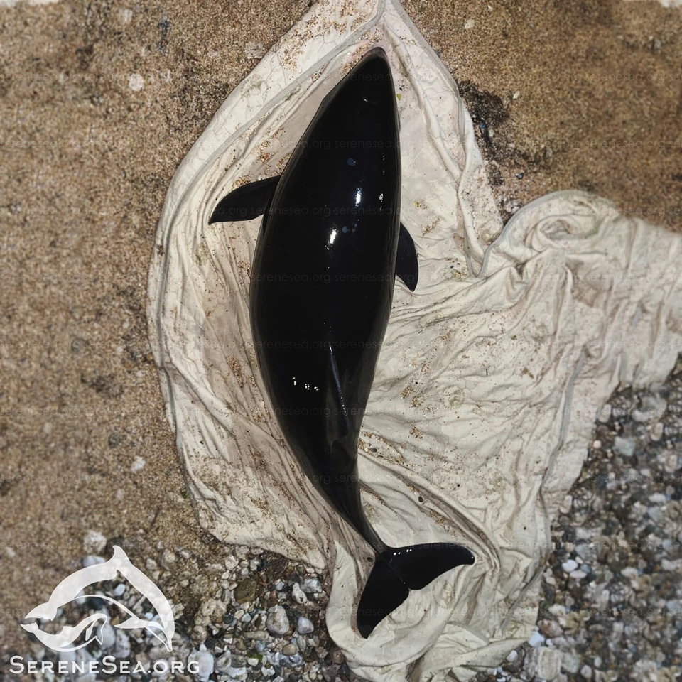 Азовка выбросилась на берег Феодосии. Фото: Центр реабилитации дельфинов «Безмятежное Море»/VK