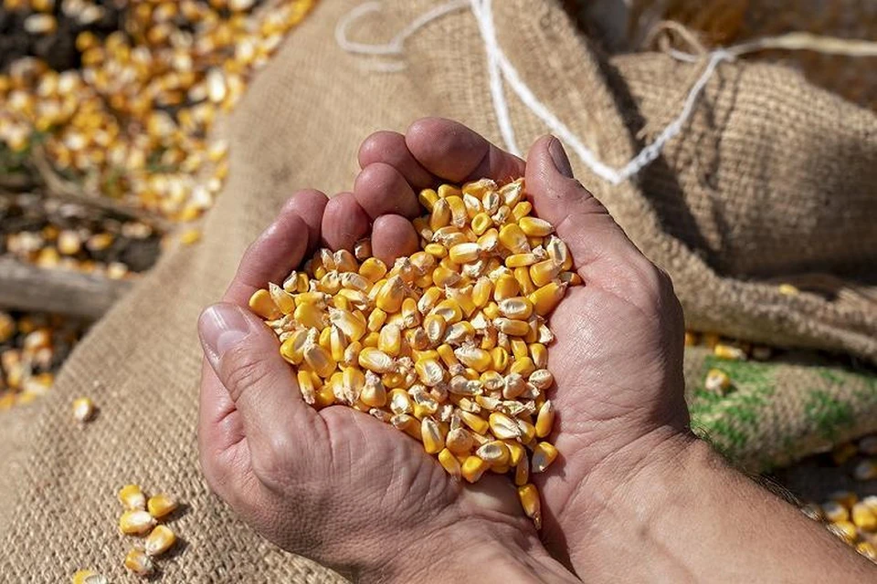 Без кукурузы Молдове будет тяжело. Фото freepik.