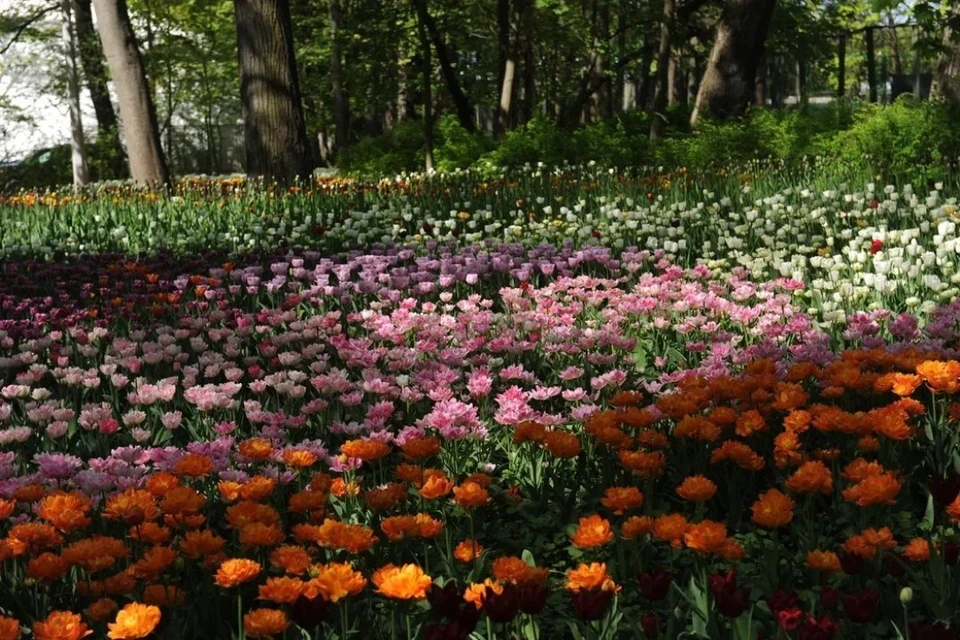 Сотрудники Ботанического сада в Петербурге заметили пропажу кактуса в воскресенье,