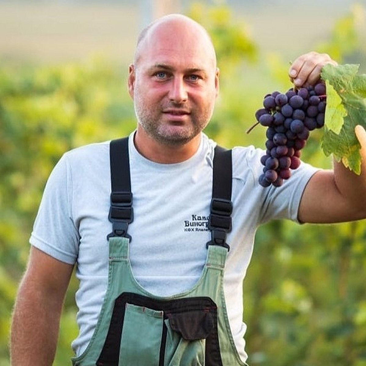 Виноградарство в условиях средней полосы: невозможное возможно - KP.RU