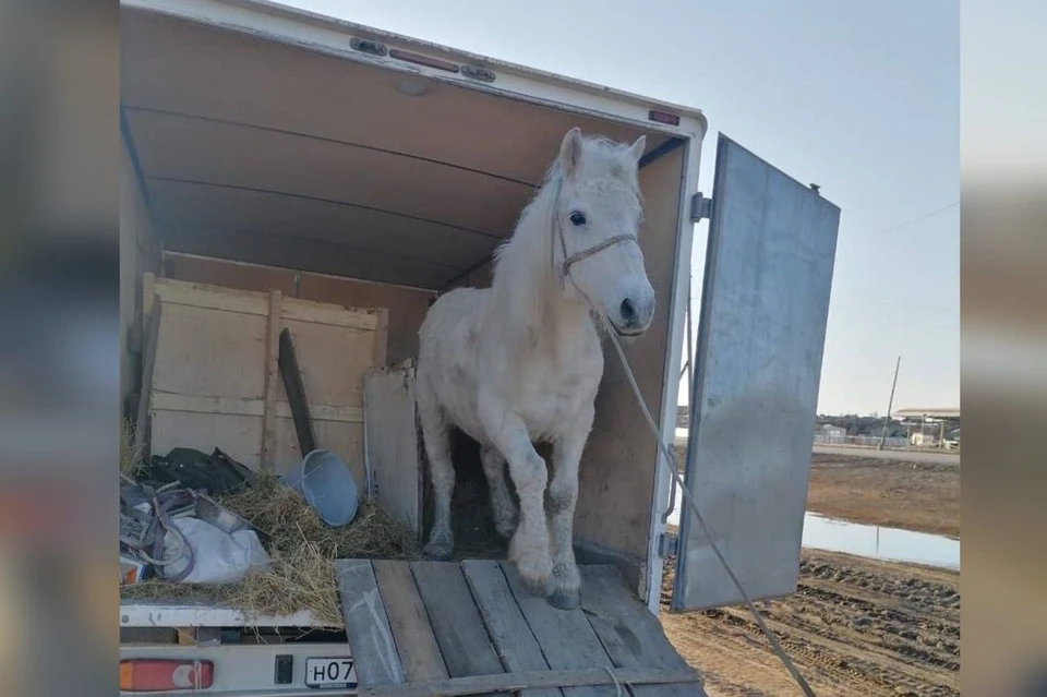 Вернулся в Якутию один из оймяконских всадников, чей конь повредил глаз во время похода в Москву. Фото: t.me/northern_nomadsykt