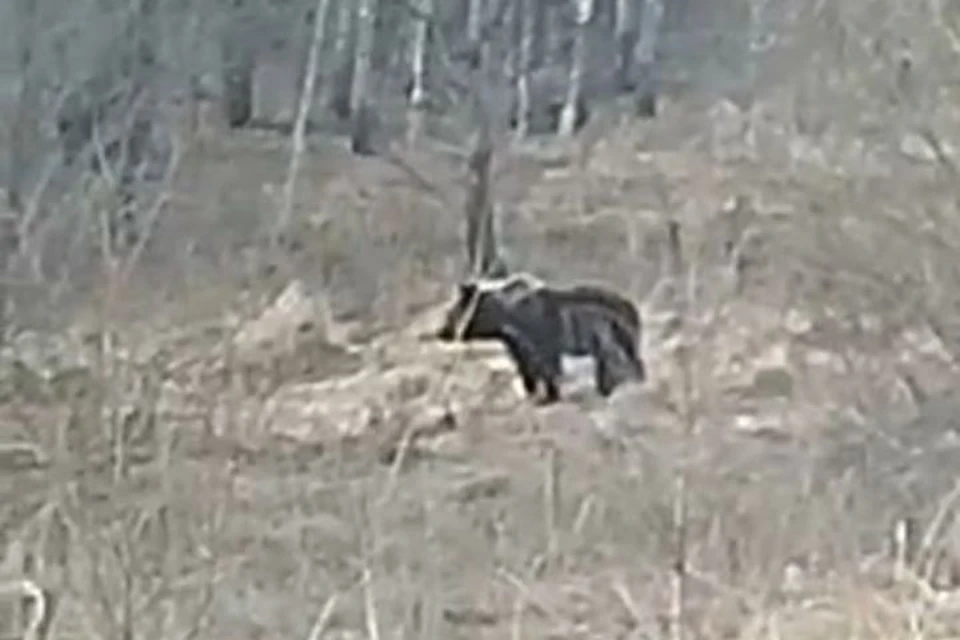В Красноярском крае медведь вышел к дороге. Фото: стоп-кадр