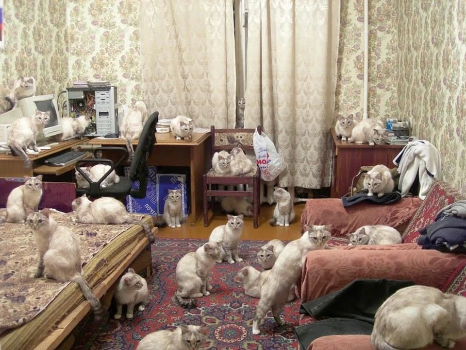 Живущий в квартире по другому. Домашние животные для квартиры. Много котов в квартире. Кошка в квартире. Комната для кошек.
