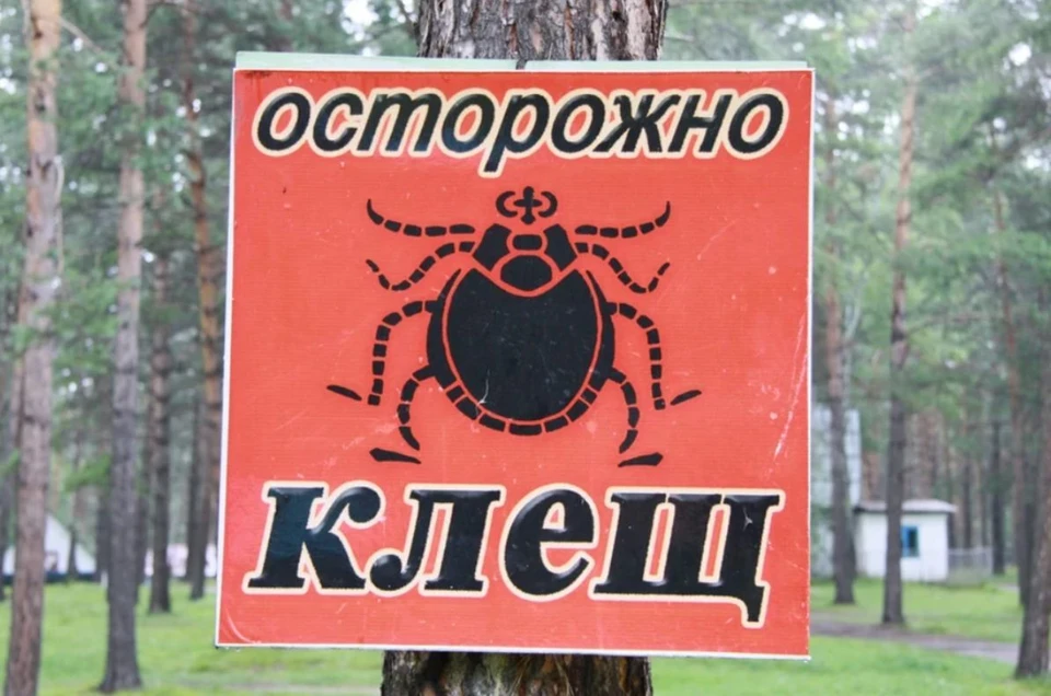 Во время отдыха на природе лучше выбирать закрытую одежду с плотными манжетами
