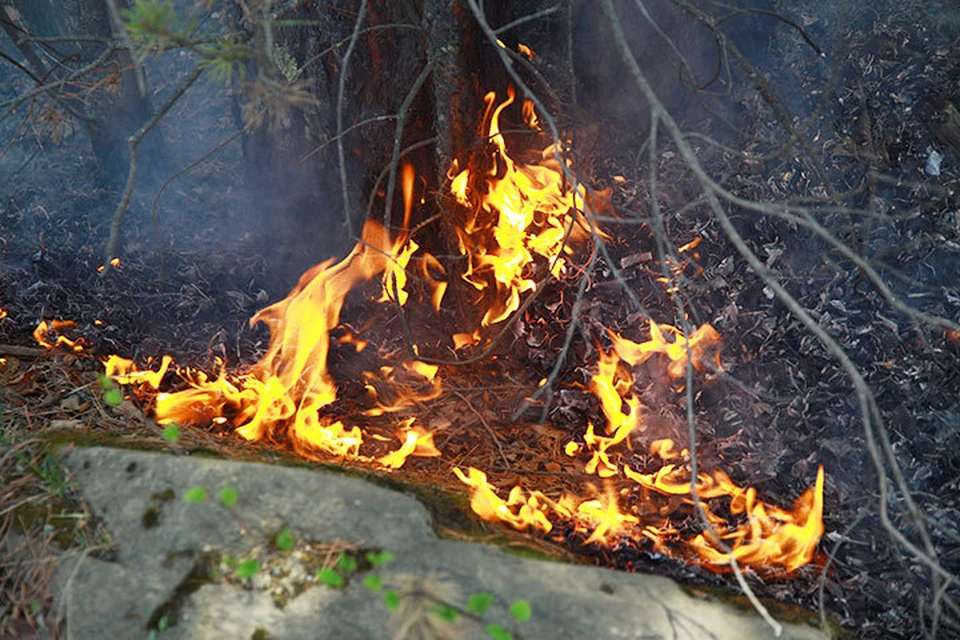 Лес горит на площади в 741 гектар в Иркутской области 8 мая