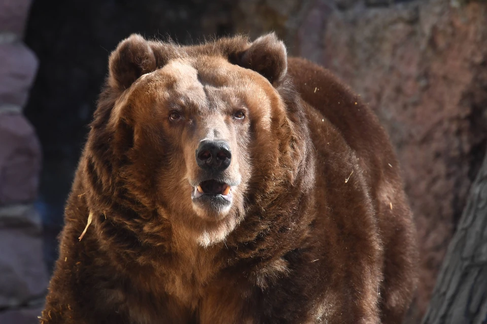 В Бурятии любопытный медведь сорвал массовое восхождение в горы
