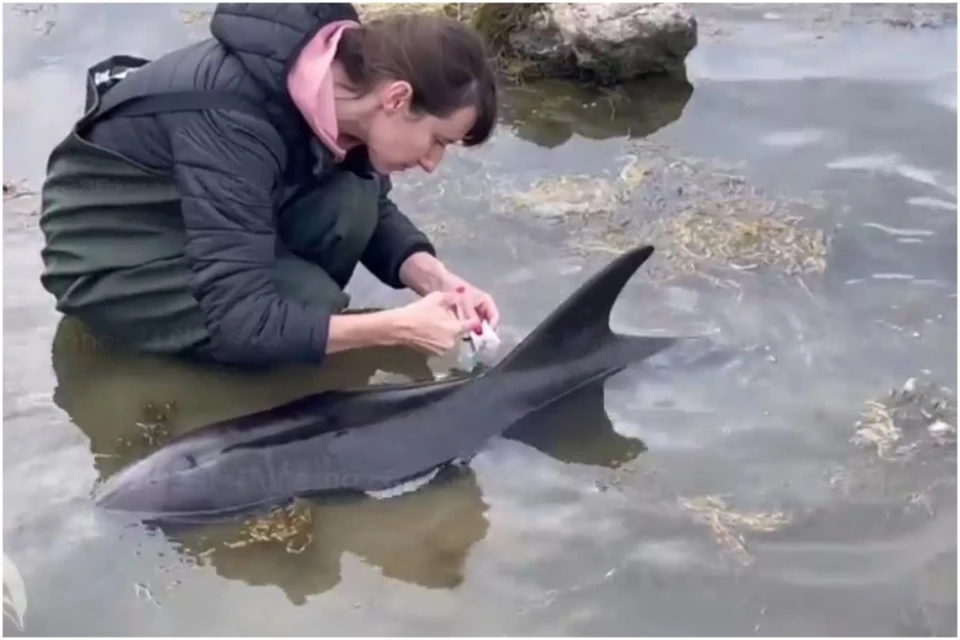 Зоозащитники делают все возможное, чтобы помочь выбросившимся дельфинам. Фото: кадр видео Центр реабилитации дельфинов «Безмятежное Море»/VK