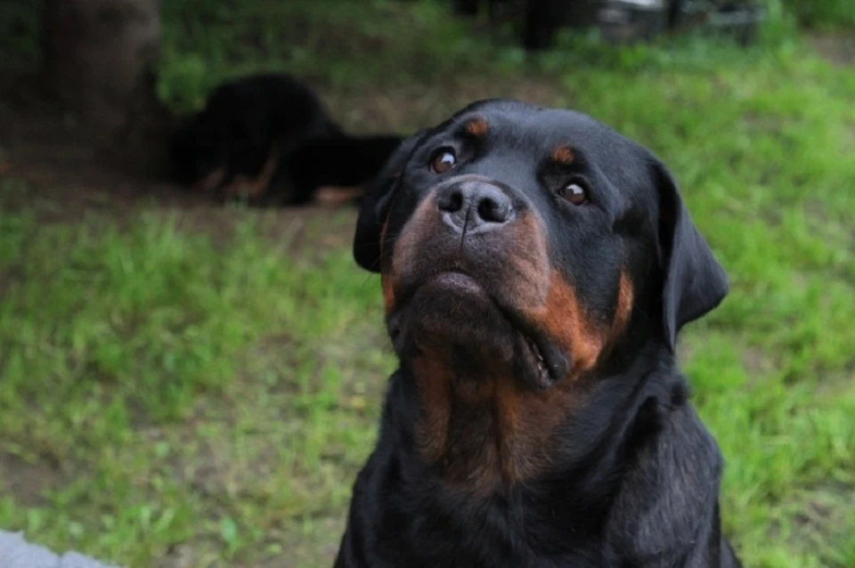 Ротвейлер - служебная порода собак, с которой нужно соблюдать технику безопасности